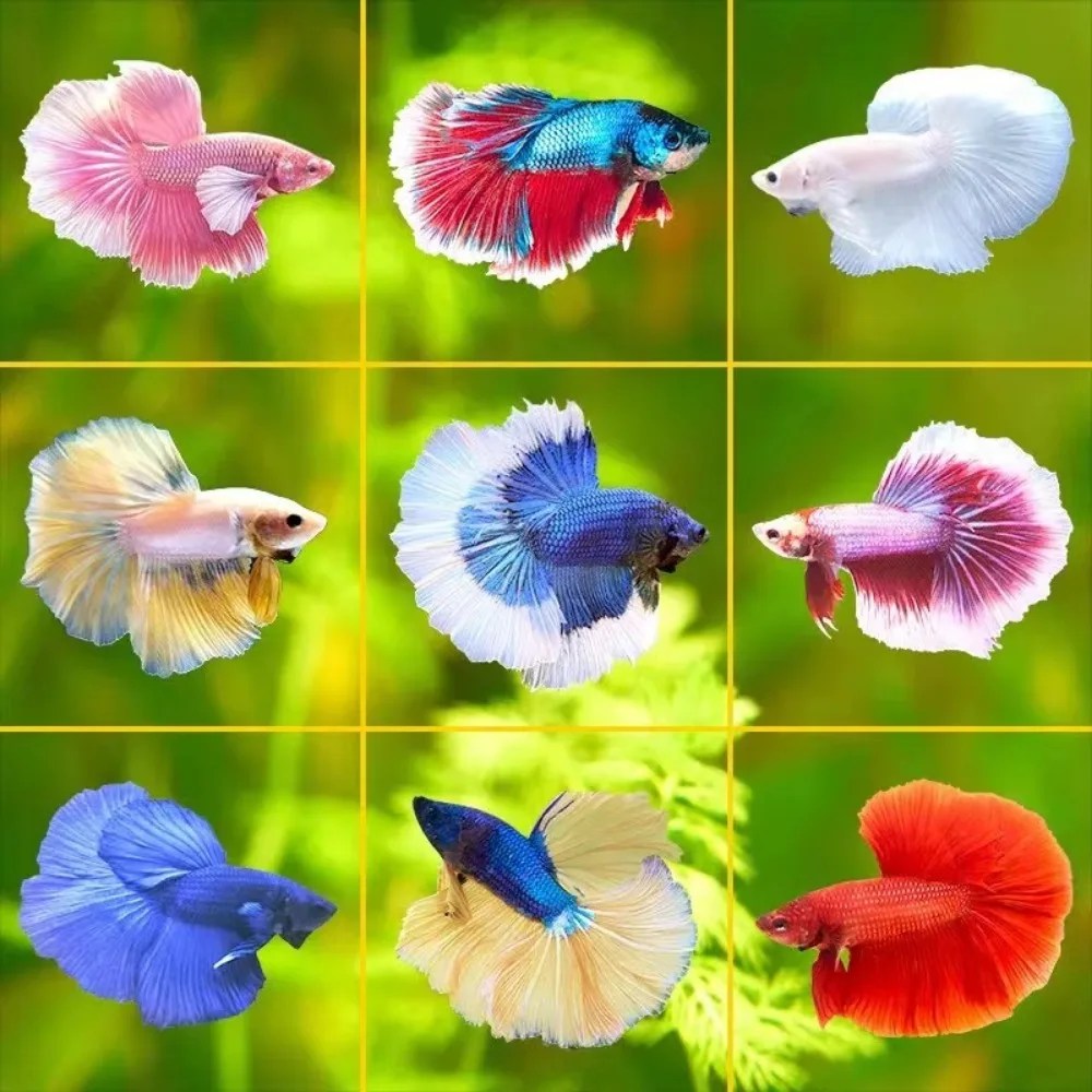 Aquarium Mini Fish Tank Mini Fish Bowls Thai Betta Tank Small Ornamental Fish Live Pet Stackable Aquariums