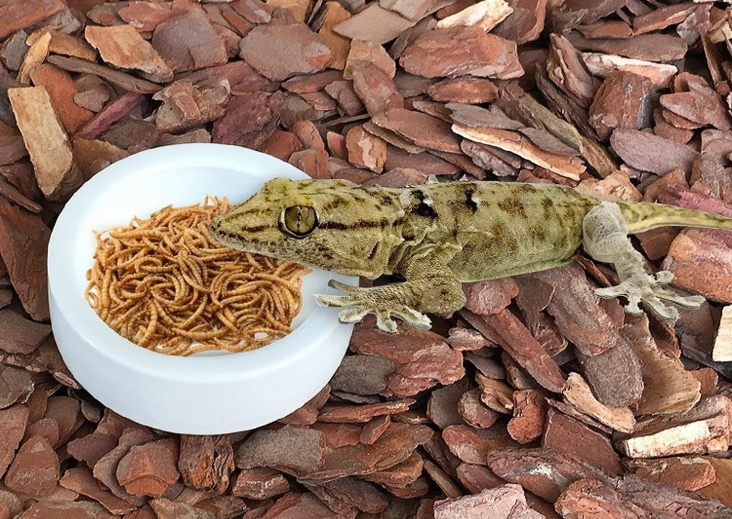 Reptile Water Food Bowl Worm Dish Ceramic Pet Bowls Anti-Escape Mini Reptile Mealworms Bowl for Lizard Bearded Dragon